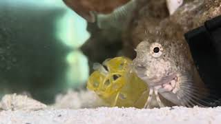 Blenny  Filefish vs Leftover Shrimp from Barramundi snacks [upl. by Atikir317]