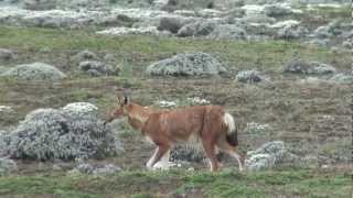 Simien Ethiopian Wolf Hunting [upl. by Anaerda]