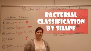 Bacteria Classification by Shape [upl. by Maloy]