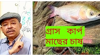 Grass carp culture। গ্রাস কার্পের চাষ। Abeed Lateef [upl. by Hsetirp]