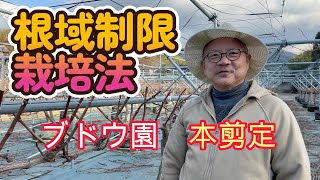 根域制限栽培法、ブドウの本剪定。Ｙ字棚ならではの剪定テクニックを解説。シャインマスカット・ナガノパープル各品種。 [upl. by Broderick]