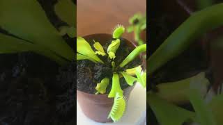 Flytrap feeding 4 plants natureloveres flytrap [upl. by Delmore]