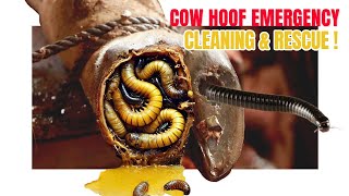 Removing Maggots from a Cows Hoof – The Shocking Discovery of a Screw and Nails IMG 0161 [upl. by Rafaelia]