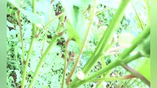 Farming in Jamaica what an okra tree actually looks like  how to plant okra [upl. by Annayr]