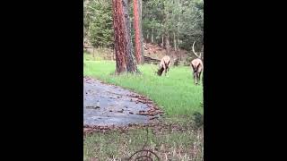 Shedding velvet deer wildlife elkmountain cloudcroft nature backcountry elkcamp [upl. by Wrand]