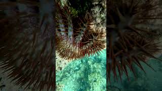 Crown of Thorns Starfish [upl. by Ecyrb]