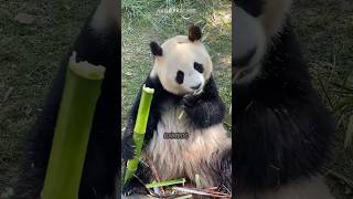 Why Pandas Are The DUMBEST Animals 🐼🤣 [upl. by Jammie]