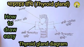 थायराइड ग्रंथि का स्वच्छ नामांकित चित्र आसानी से बनाना सीखें structure of thyroid gland [upl. by Latin]