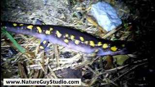 Salamander Run Brecksville Ohio [upl. by Shrier830]