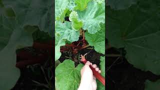 How to Properly Harvest Rhubarb  pull dont cut [upl. by Am]