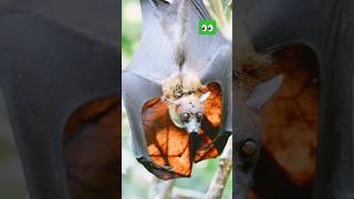 ✅️ ZORRO VOLADOR o murciélago más grandes del mundo curiosidades especies animals [upl. by Pallaten]