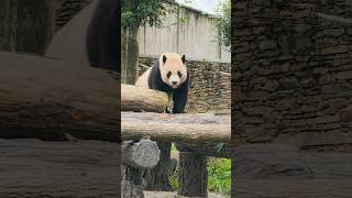 “Adorable Xiao Qi Ji Came Close to Adoring Fans”🩵🧸👑🩵😍 pandastory panda animals [upl. by Vasos]