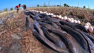 amazing  catch catfish amp pick duck eggs in pond in field catch a lot of by hand a fisherman skills [upl. by Otrebron]