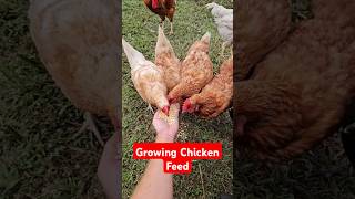 Growing Corn for Chicken Feed [upl. by Emanuel]