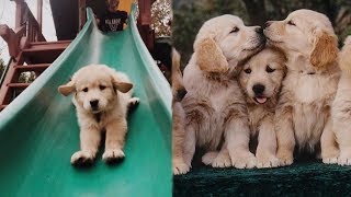 Funny and Cute Golden Retriever Puppies Compilation 2  Cutest Golden Retriever [upl. by Ylerebmik]