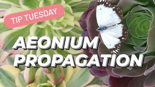 AEONIUM PROPAGATION [upl. by Docile]