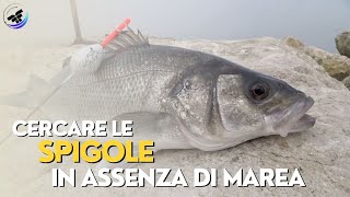 PESCARE LE SPIGOLE SENZA CORRENTE  Pesca Bolognese in Foce col Gambero vivo [upl. by Bret]