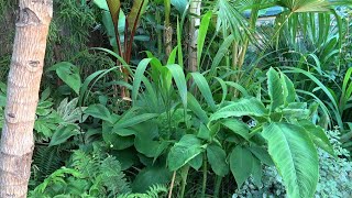 One of the most exotic looking grasses Setaria palmifolia CHB 2017 update [upl. by Niahs]