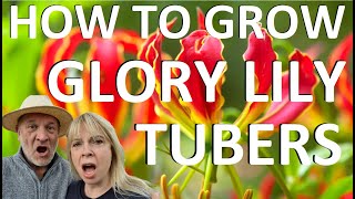 How to Plant and Grow Glory Lily tubers  Gloriosa superba rothschildiana [upl. by Naletak]