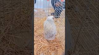 Gallina Araucana en la exposición avícola de Jerez de la Frontera [upl. by Eislel368]