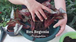 How to Divide Rex Begonia  Begonia Rex Propagation  Beautiful Indoor Plant [upl. by Attenor]