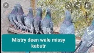 Missay Dabwaly Cheene Ferozpuri Kabootar  03234639084  Jani Jutt Pigeons [upl. by Anawad366]