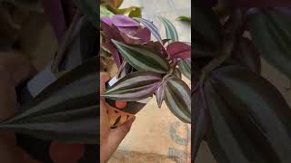 Packing video tamil lowbudgetplants indoorplant garden [upl. by Anna-Diane]