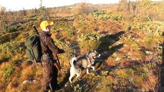 Elgjakt  Los på 1000moh i Norge  Moosehunting with dog [upl. by Dnaltruoc149]