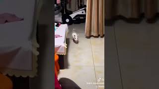 Rabbit 🐇 chasing the cat caitlintabbypuppycat funnyanimal worldcat funnyanimals [upl. by Alleon189]