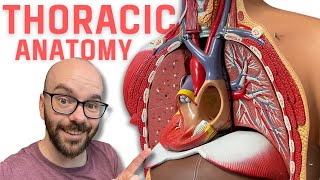 Thoracic Region Anatomy  Every Chest Cavity Structure Labeled [upl. by Sivra]