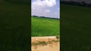 aasaiyile pathi katti song  thirunelveli [upl. by Alvy140]