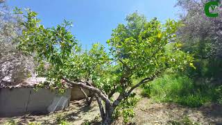 Potatura dellarancio Come e quando potare il limone il mandarino il cedro il pompelmo [upl. by Sudoeht]