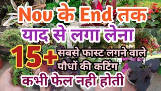 Nov केआखिर तक जरूर लगाना 15 सबसे फास्ट लगने वाले पौधों की कटिंग  plants grow by cutting very fast [upl. by Doelling]