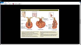 Exocrine Glands l6l الغدد خارجية الإفراز [upl. by Lampert]