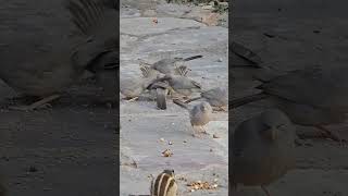 Magpie sparrows birds at Ranthambore fort wildlife nature ranthambore birds sparrow squirrel [upl. by Orly]