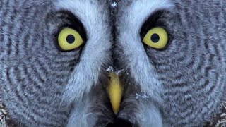 Mesmerising Owl Moments  BBC Earth [upl. by Isolt676]