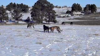 Staghound x Deerhound Pups  6 Months Old [upl. by Sutit400]