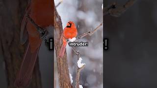 Did You Know Fascinating Facts About the Northern Cardinal [upl. by Vince802]