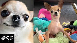 Newest Chihuahua Compilation  Funny Chihuahua Videos [upl. by Amberly]