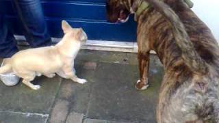 Chihuahua VS Bull terrier [upl. by Enellij749]