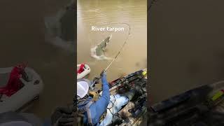 Having some fun with these river tarpon‘s [upl. by Annagroeg]