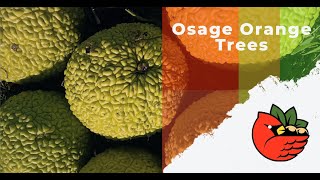 Osage Orange Trees [upl. by Anawed]