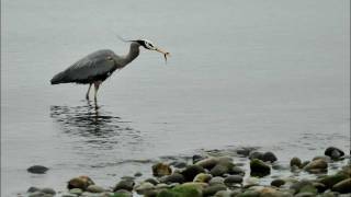 Great blue heron call [upl. by Dragon]