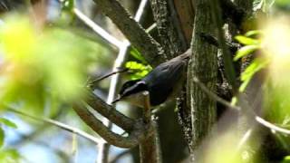 Male Redbreasetd Nuthatch [upl. by Egap]