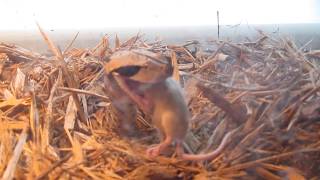 Gaboon Viper Live Feeding [upl. by Zorana]