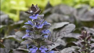 Bugleweed Plant care growing in home benefits [upl. by Myrlene]