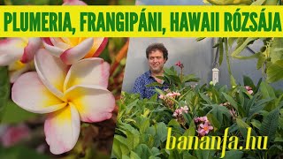 Miért szeretjük a Plumeria rubrát a frangipánit más néven Hawaii rózsáját [upl. by Rayle471]