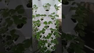 hydroponictower garden aeroponictower indoorplants aeroponics indoorgarden aerogarden plants [upl. by Betz]