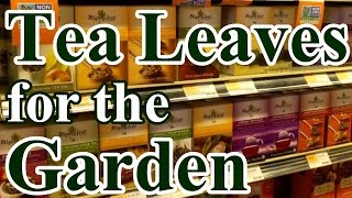 2 Min Tip How and Why We Use Tea Leaves in the Garden [upl. by Rachaba723]