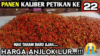 🔴 HARGA CABE RAWIT ANJLOK PANEN CABE KALIBER PETIKAN KE 22 infopertaniancabe [upl. by Dody]